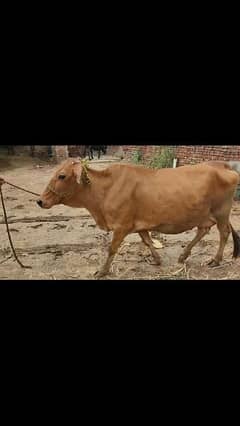 jersi sahiwal cow