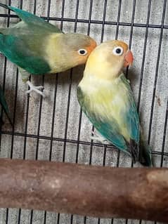 Love birds