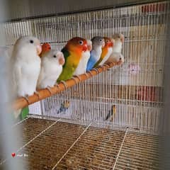 MahiAviary Birds for sale