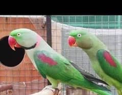 Talking Raw Parrot pair