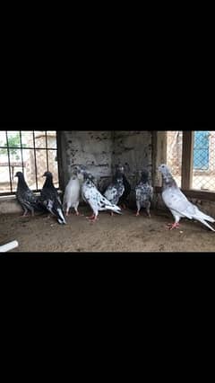 parwazi pigeon