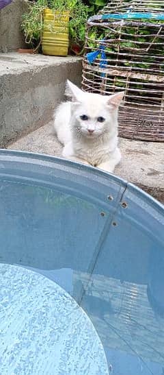 White Persian Cat with Blue Eyes