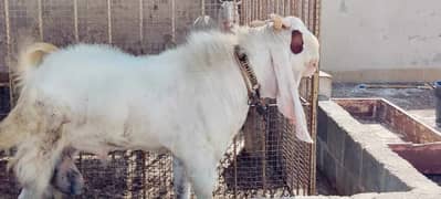 Bakra For Sale | Bakra | Goat | Breeder bakra