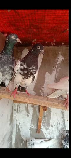 teddy kamgar mix pigeon for sale h shoke chor rha hn