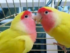 lovebirds lutino breader pair