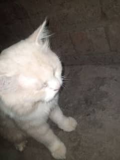 Persian Male Cat For Sale Stud Male
