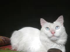cute Persian cat