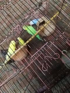 Australian parrot 2pair