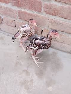 pure Aseel Chicks pair age 3 months.