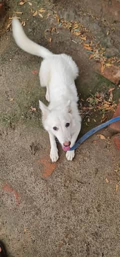 russian male puppy 5 month age
