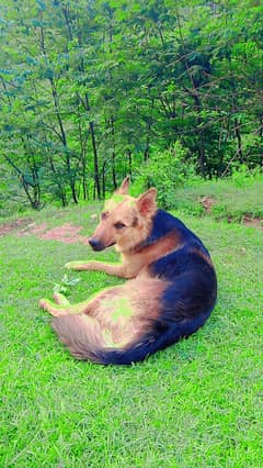 Full Trained German shepherd Dog.