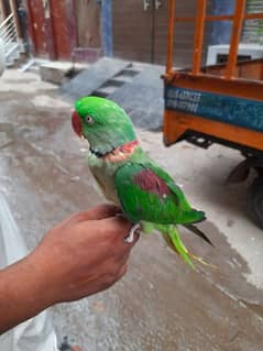 Raw parot for sale