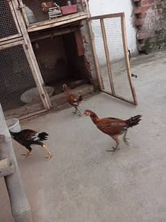 5 chicks WhatsApp number