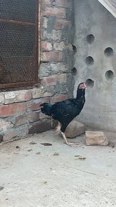 Aseel hen 1 year age egg laying