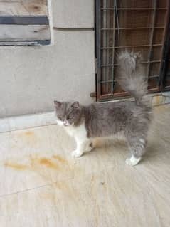 Persian Cat For Sale!!!