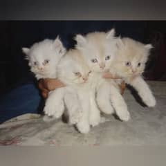 Original Persian Kittens Long Cort Available