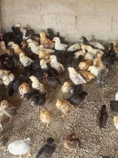 golden misri chicks nd. ib vaccinated 70 gram 03095641055