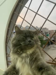 persian cat 1 year