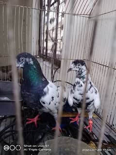 pigeon Pair