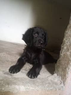 English COCKER SPANIEL