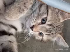 Cute Cat  persion cat