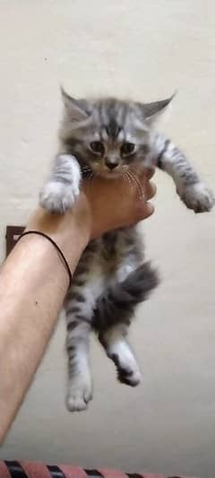 Persian kitten sale WhatsApp number 03486220287