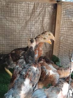 aseel chicks available hai