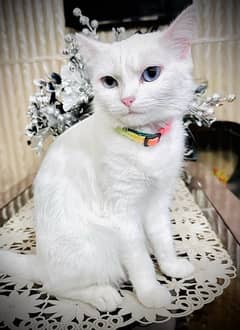 russian female cat