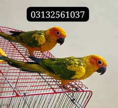 Sun ConUre PAir