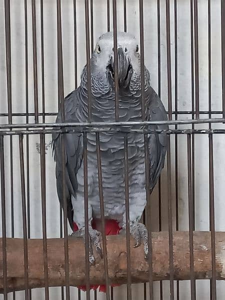 African Grey parrot for sale 03455883454 0