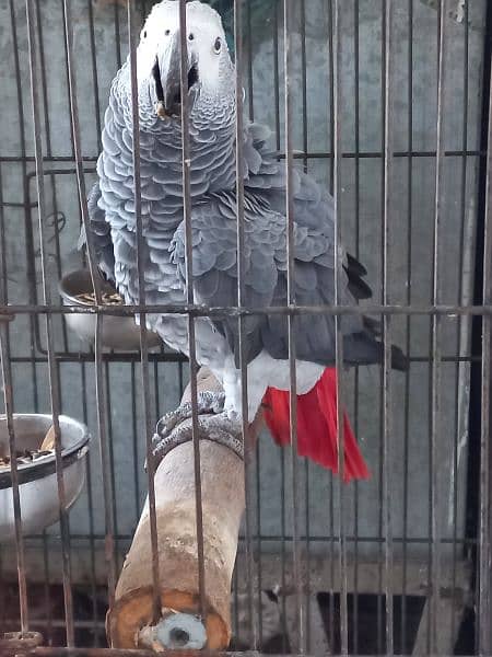 African Grey parrot for sale 03455883454 1