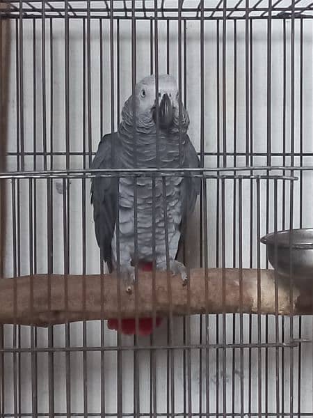 African Grey parrot for sale 03455883454 2