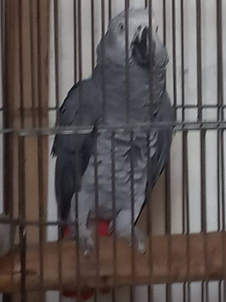 African Grey parrot for sale 03455883454 3