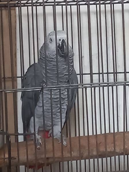 African Grey parrot for sale 03455883454 4