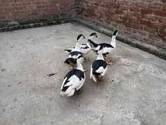 muscovy ducks