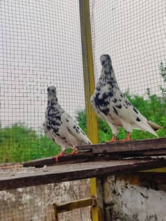Bataray phatti phatta (pigeon kabutar)