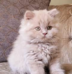 kitten / Punch face kitten / triple coat/ Persian cat / Persian kitten
