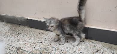 percian cat white and grey