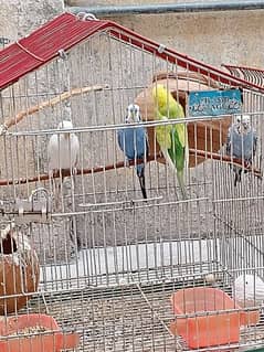 Australian parrots | 2 pairs for sale | RS:5000