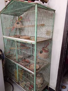 birds Cages