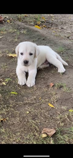 Pure bred Male Lab (cream colored) looking for a loving home