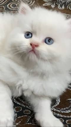 Persian white cat
