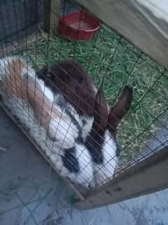 3 rabbit kids sale urgent with out pingra