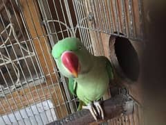 Raw Parrot Healthy Adult Female Breeder 3yrs Age Talks on mood wild