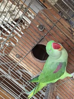 Raw Parrot Healthy Adult Female Breeder 3yrs Age Talks on mood wild