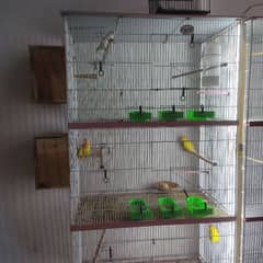 lovebirds complete setup