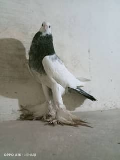 Gubara pigeon