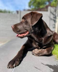 Chocolate Labrador Female