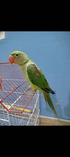 Raw parrot for sale age 6 months