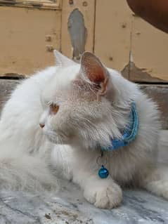 parsian cat